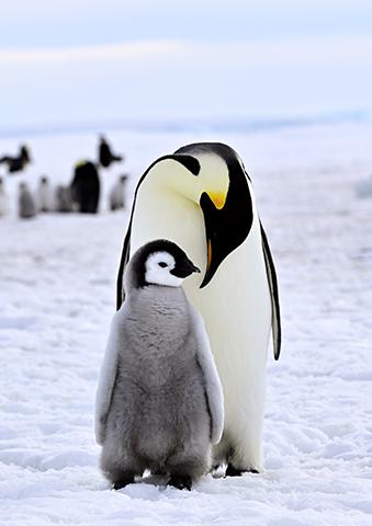 PENGUIN LIFE ～ペンギンおやこのとき～